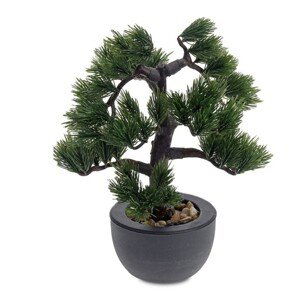 Ihličnatá Bonsai