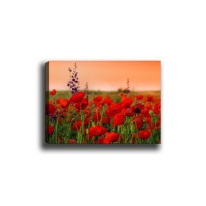 Obraz na plátne Poppy field 50x70 cm