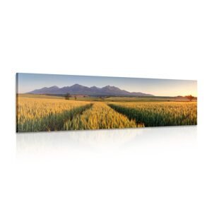 Obraz západ slnka nad pšeničným poľom