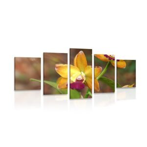 5-dielny obraz oranžová orchidea