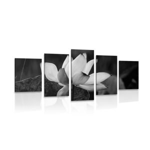 5-dielny obraz jemný lotosový kvet v čiernobielom prevedení