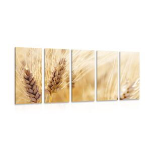 5-dielny obraz pšeničné pole