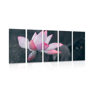 5-dielny obraz jemný lotosový kvet