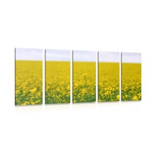 5-dielny obraz žlté pole