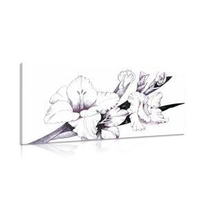 Obraz ilustrácia kvitnúceho gladiolu