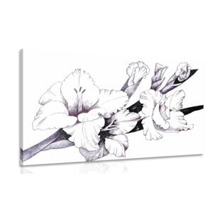 Obraz kvitnúci gladiol v ilustrácií
