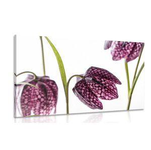 Obraz fialový šachovnicový kvet