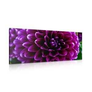 Obraz purpurovo-fialový kvet