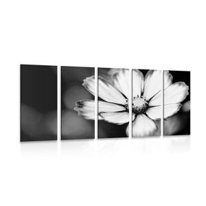 5-dielny obraz záhradný kvet krasuľky v čiernobielom prevedení