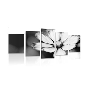 5-dielny obraz záhradný kvet krasuľky v čiernobielom prevedení