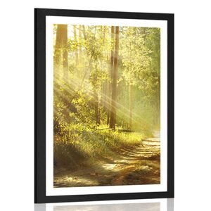 Plagát s paspartou slnečné lúče v lese