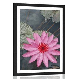 Plagát s paspartou očarujúci lotosový kvet