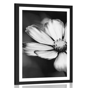 Plagát s paspartou záhradný kvet krasuľky v čiernobielom prevedení