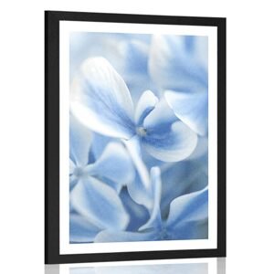 Plagát s paspartou modro-biele kvety hortenzie