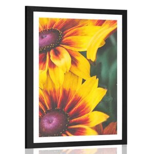 Plagát s paspartou atraktívne dvojfarebné kvety