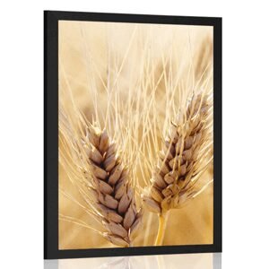 Plagát pšeničné pole