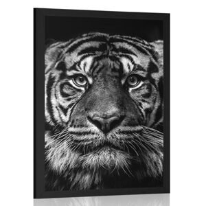 Plagát tiger v čiernobielom prevedení