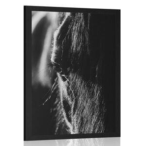 Plagát majestátny kôň v čiernobielom prevedení