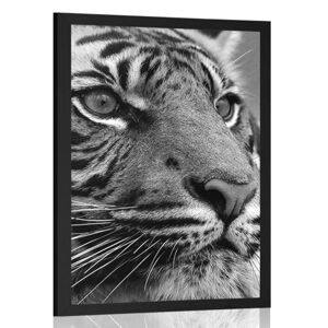 Plagát bengálsky tiger v čiernobielom prevedení