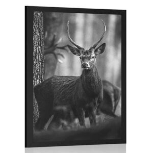Plagát jeleň v lese v čiernobielom prevedení