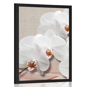 Plagát biela orchidea na plátne