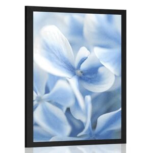 Plagát modro-biele kvety hortenzie