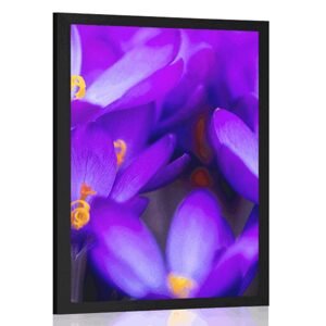 Plagát kvitnúci fialový šafrán