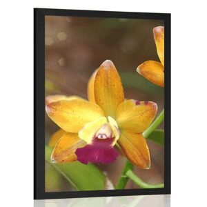 Plagát oranžová orchidea