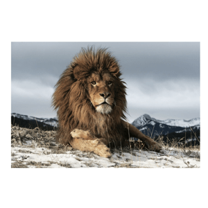 Signal Obraz LION