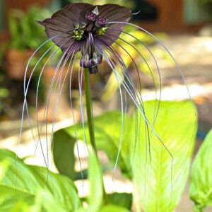 Netopieria rastlina "Tacca integrifolia"