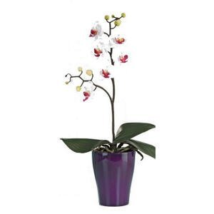 ORCHIDEA orchidea 40 cm