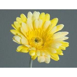 Umelá kvetina Gerbera 56 cm, žltá%
