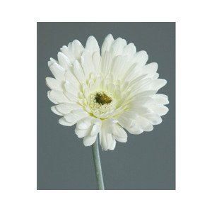 Umelá kvetina Gerbera 56 cm, krémová%