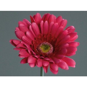 Umelá kvetina Gerbera 56 cm, fuchsiová%