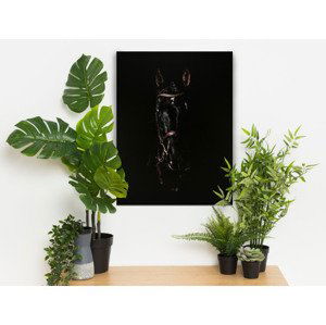 Obraz na plátne Čierny žrebec, 60x80 cm%