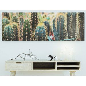Obraz na plátne Kaktusy, 150x50 cm%