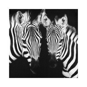 Obraz na plátne Zebry, 50x50 cm%