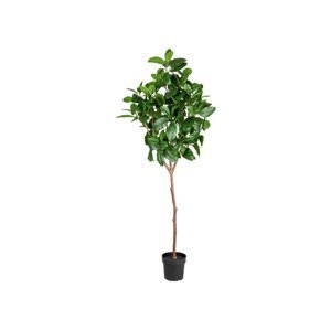 LIVARNO home Umelá rastlina magnólia, 190 cm