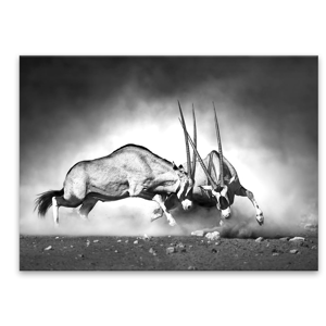 Obraz Styler Glas Animals Gazelle, 70 × 100 cm
