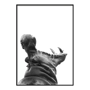 Plagát DecoKing Hippopotamus, 50 x 40 cm