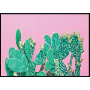 Nástenný plagát v ráme CACTUS, 70 x 100 cm