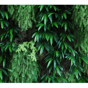 ILA - Poloprírodná zelená stena MOON DROP