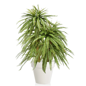 ILA - Poloprírodná rastlina FERN VALLEY LUX