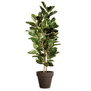 ILA - Poloprírodná rastlina FICUS ELASTICA TREE