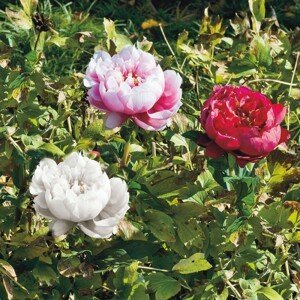 ADRIANI E ROSSI - Umelý kvet PEONY