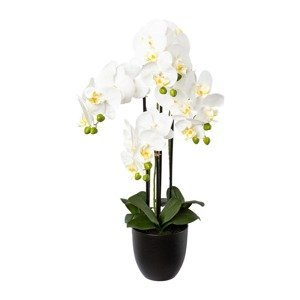 Gasper Orchidej x4, 69 cm bílý v pryskyřičném květináči 15,