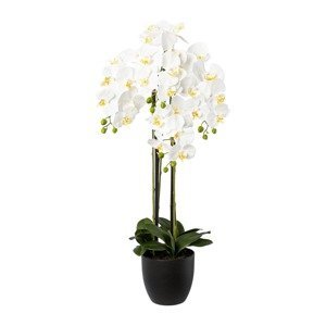 Gasper Orchidej x 4 v resinovém květináči, 99 cm, bílá