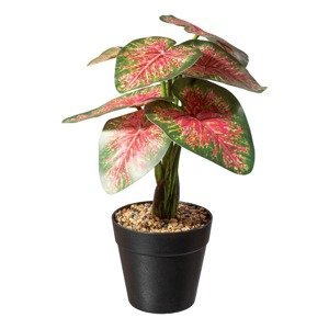 Gasper Umělá rostlina Kaládium, červenozelená, 30 cm