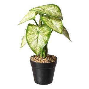 Gasper Uměla rostlina Kaládium, zelená, 30 cm