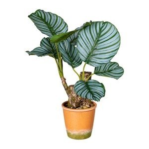 Gasper Umělá rostlina Kalátea, 45 cm